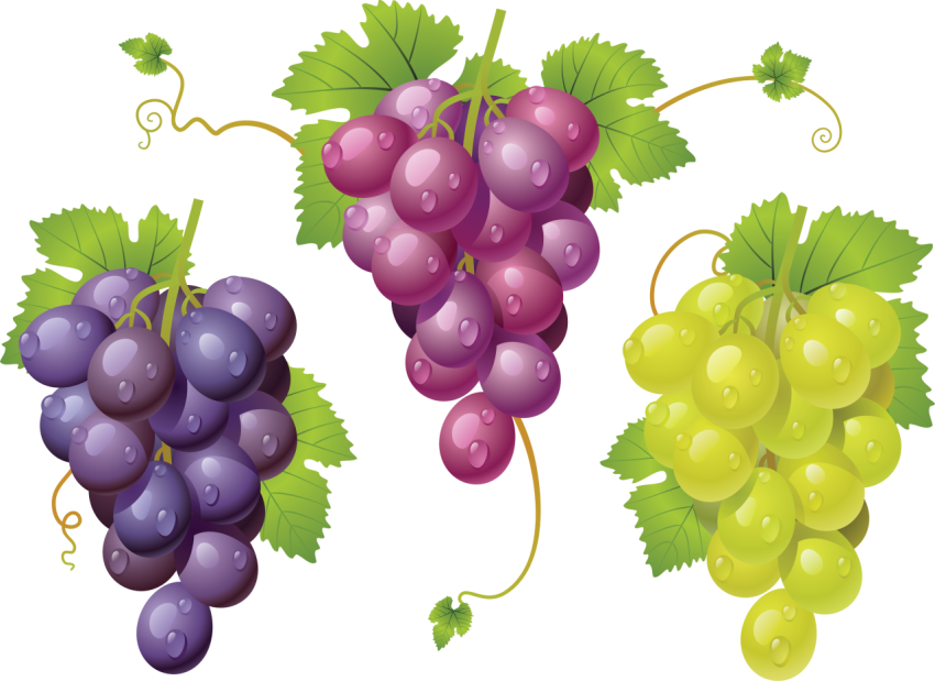 Grapes PNG Images Royalty Free Vector Graphic PNG Free Download