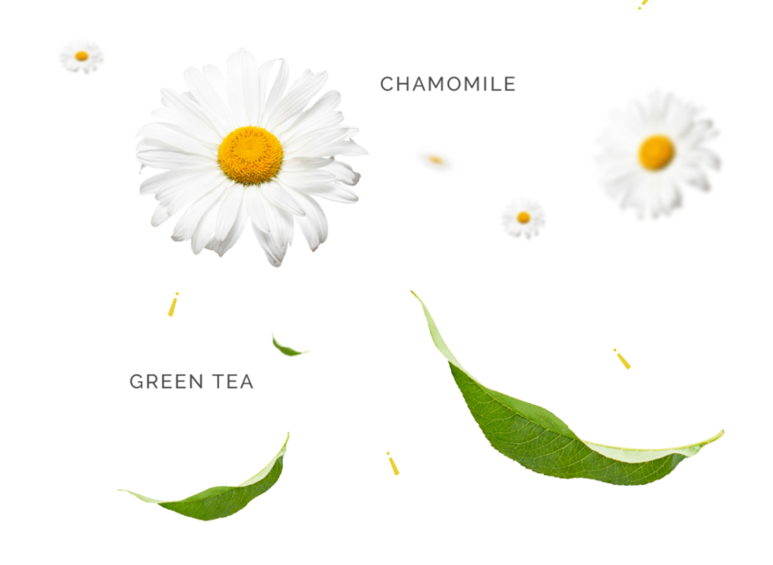 Royalty Free Medicine Chamomile PNG Photo Transparent Free Download