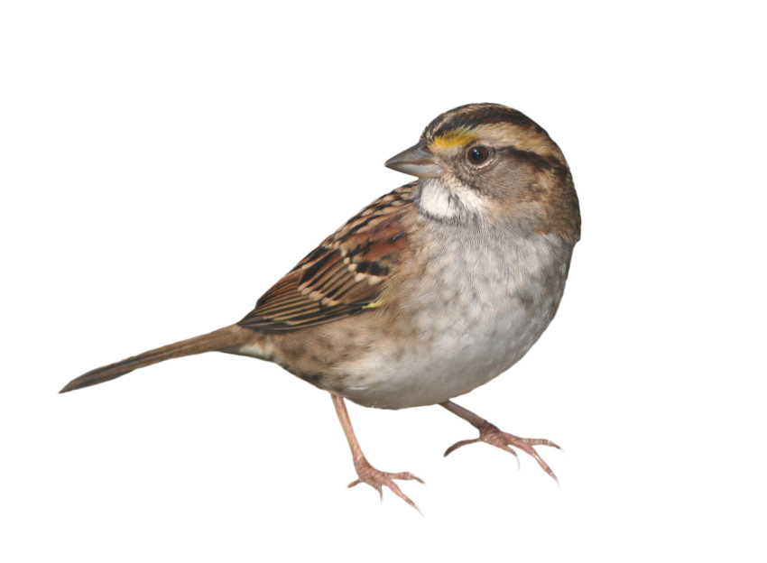 Vector Illustration House Sparrow PNG Image Download Free