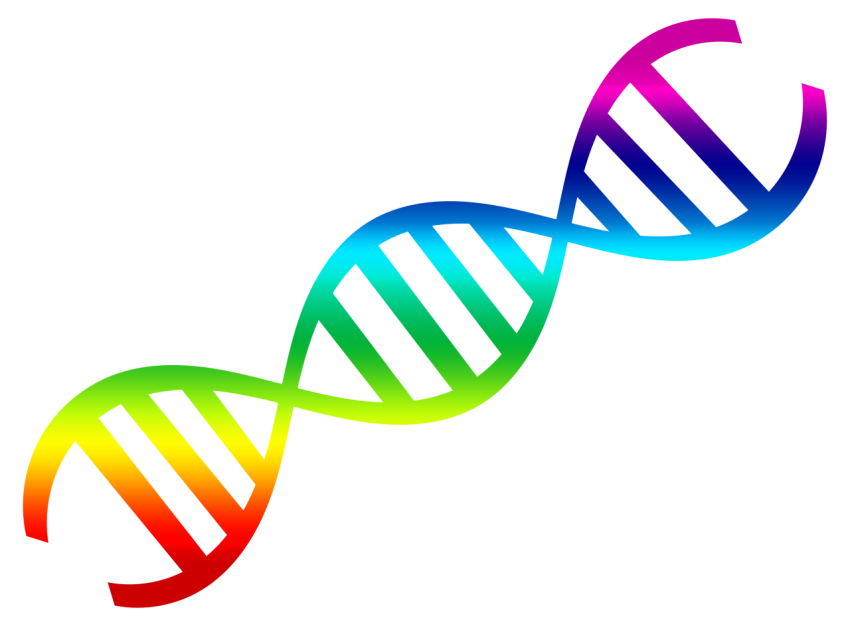 DNA Strand PNG Image With Transparent Free Download