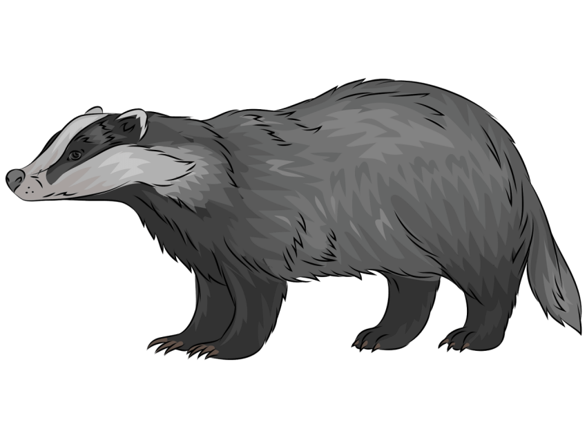 American Badger PNG Picture Free Transparent Background