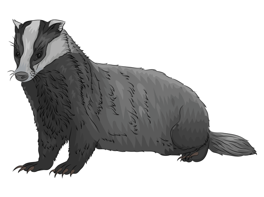 Royalty Free Silhouette Honey Badger On Transparent PNG Image Free Download