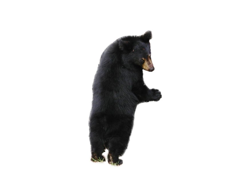 Cute Bear, Black Teddy Bear PNG Picture On Transparent Free Download