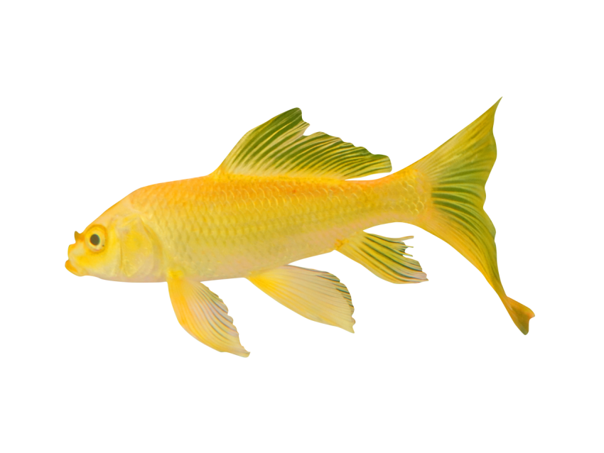 Yellow fish gold PNG Free Download