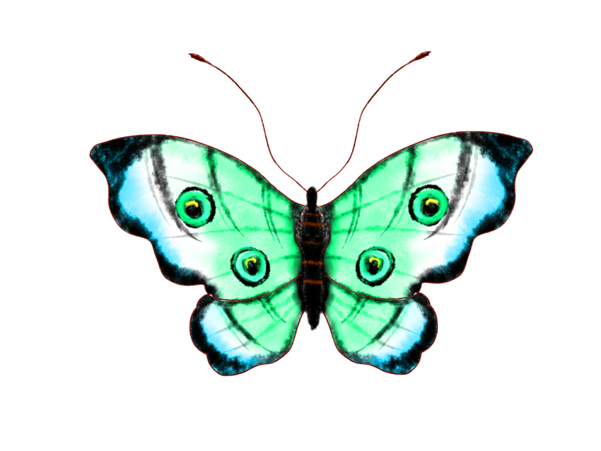 Butterfly wings Free PNG Download