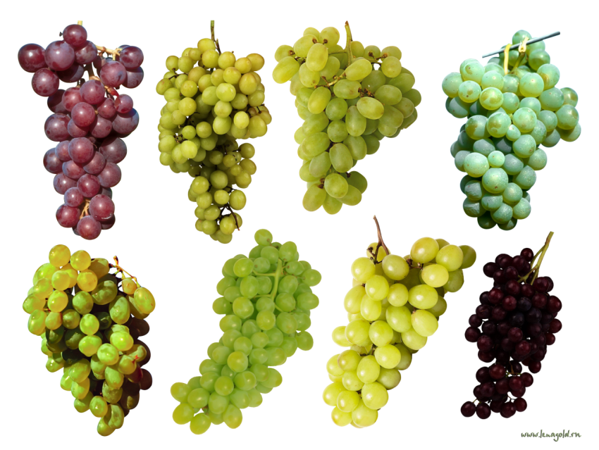 Illustration Stock & HQ Graphic Grapes Pictures PNG Download Free Stock