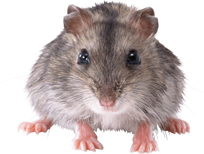 Stock Isolated Mice PNG Image