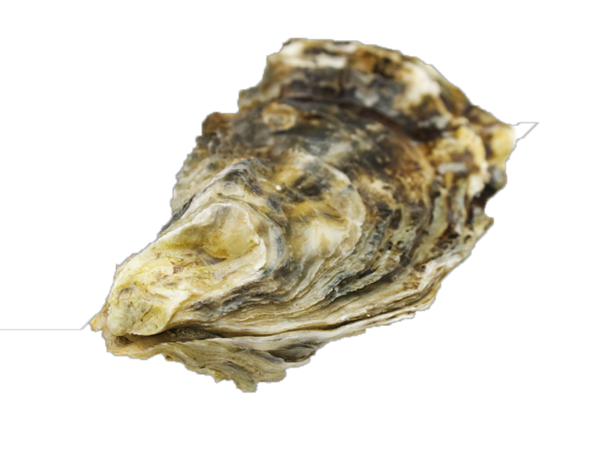 Illustration Pacific Oyster PNG Fresh water Image