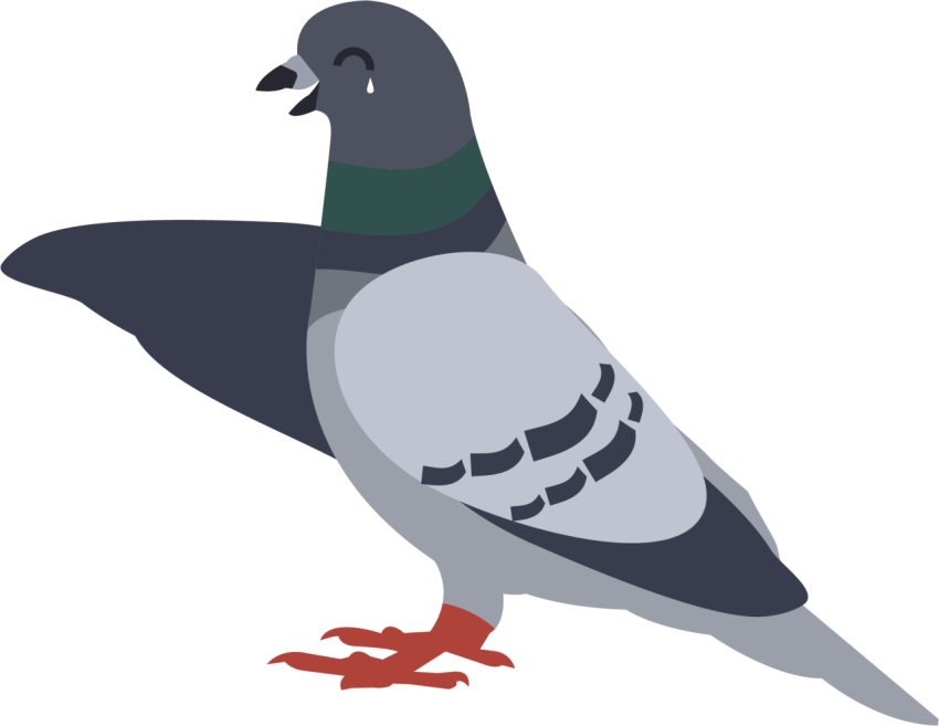 Vector Art Rock Dove PNG Birds Image Free Download