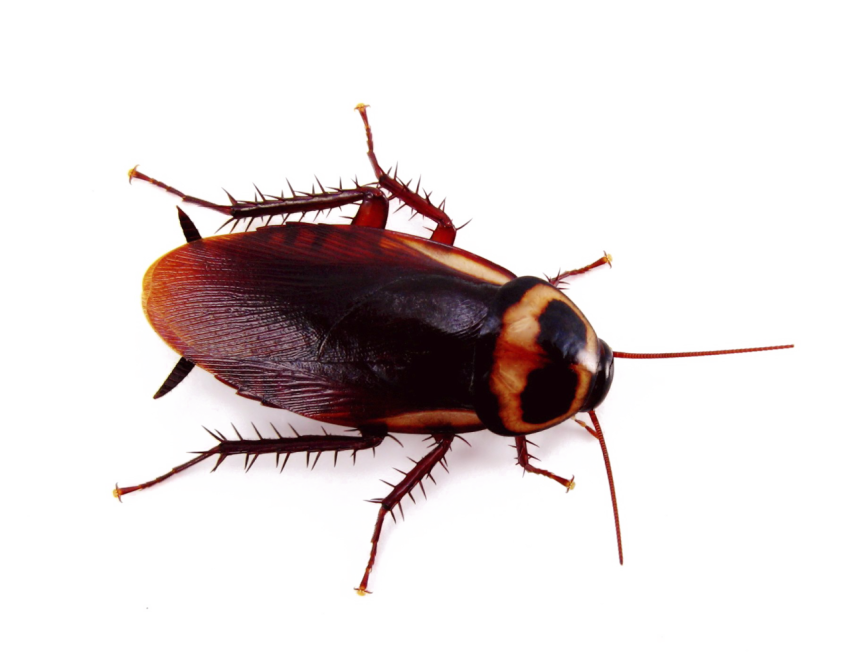 Insect Cockroach Free Animal PNG Picture Free download On Transparent background