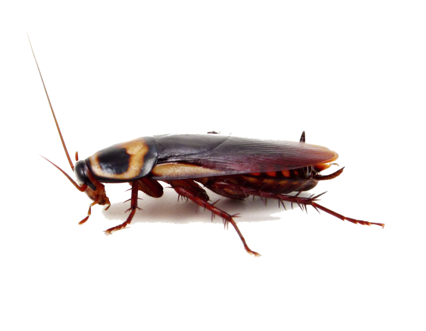 Massachusetts Cockroach Insect Rat Pest Cockroach PNG Transparent Free download