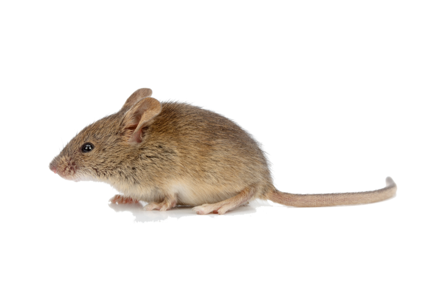 Illustration Rat Mice PNG Download Image