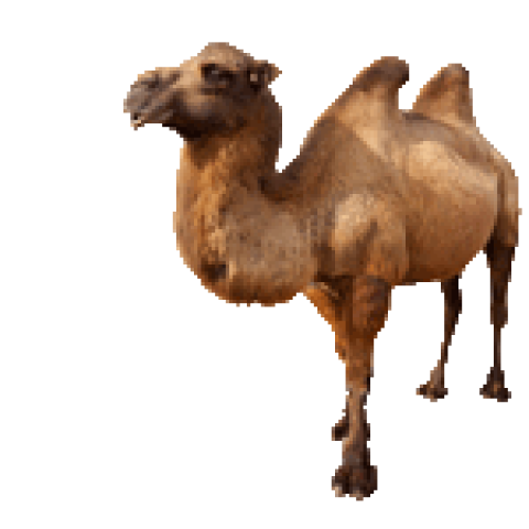 Camel png free download old camel stand