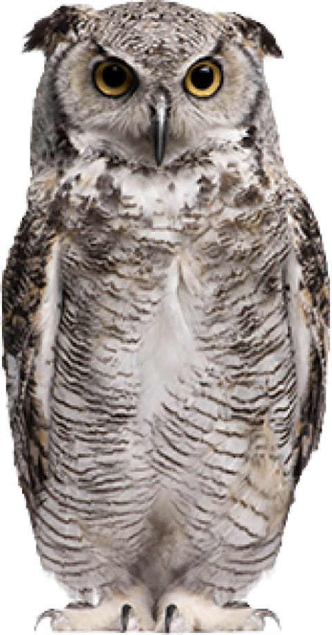 Owl white brown and black colour texture sitting pose transparent background png free download Png owl bird stock