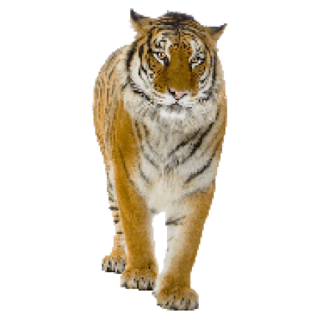 Tiger png image download tigers thumb
