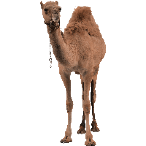 Camel png free download state pose