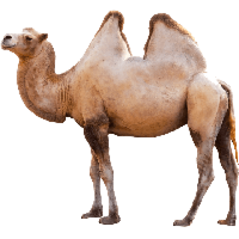 Camel png free download