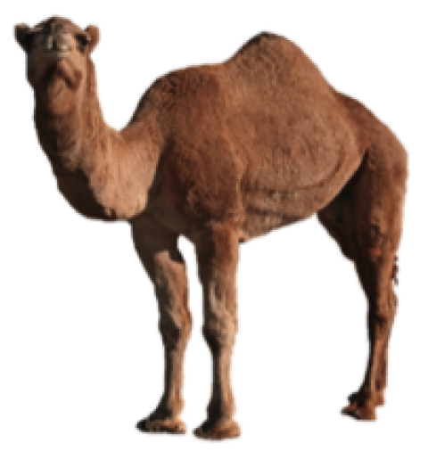 Camel png free download state face