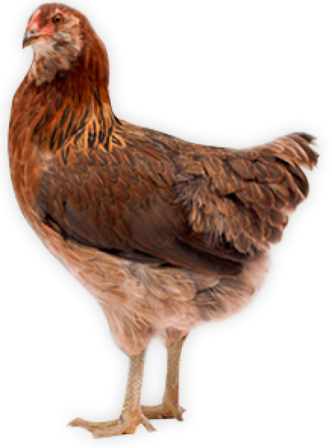 Hen chicken side pose PNG image free download