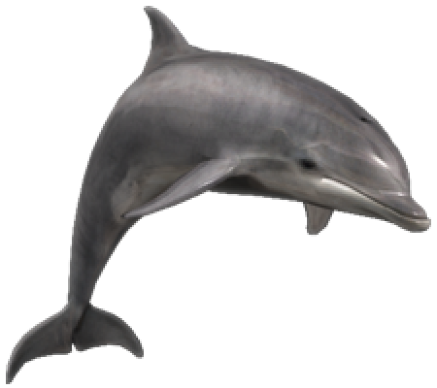 Bottlenose Dolphin fish free