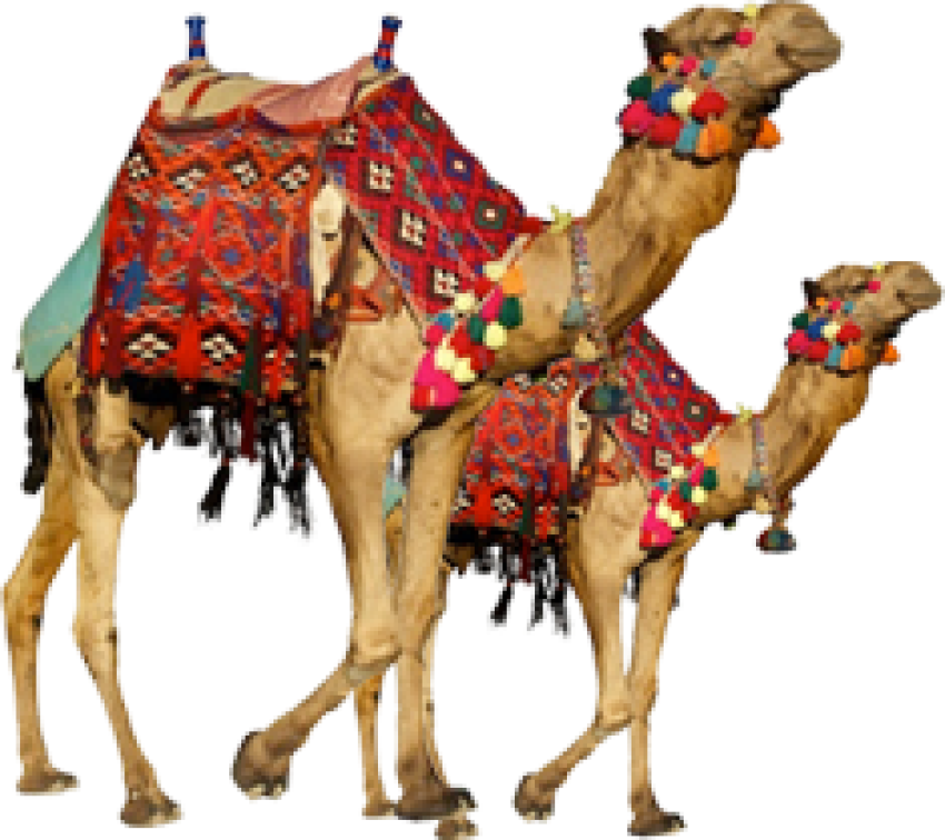 Camel png free download 2 camel walking outside