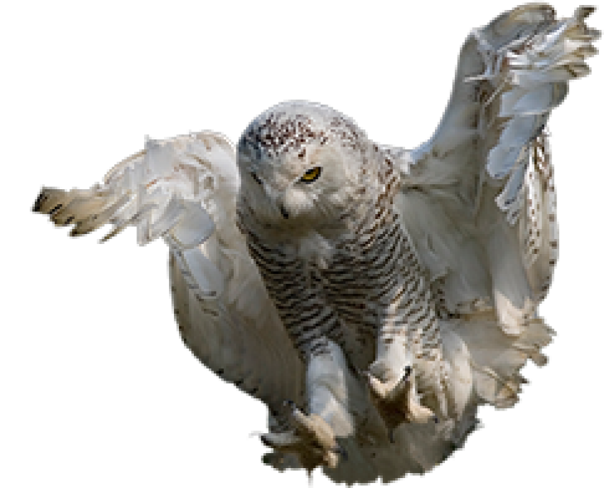 High Quality Angry Snowy Owl flying in the air transparent background png free download