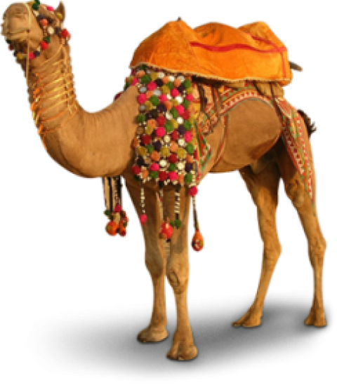 Camel png free download beautiful camel with colorfull flowrs