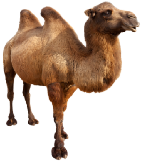 Camel png free download side pose old camel