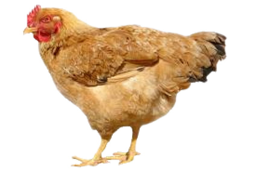 Hen light brown chicken PNG free download