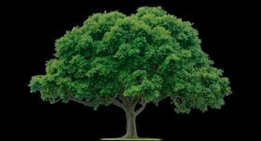 Tree png image, free download, Picture image with transparent Background