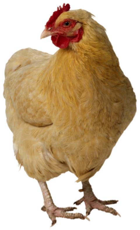Off white chicken PNG free download