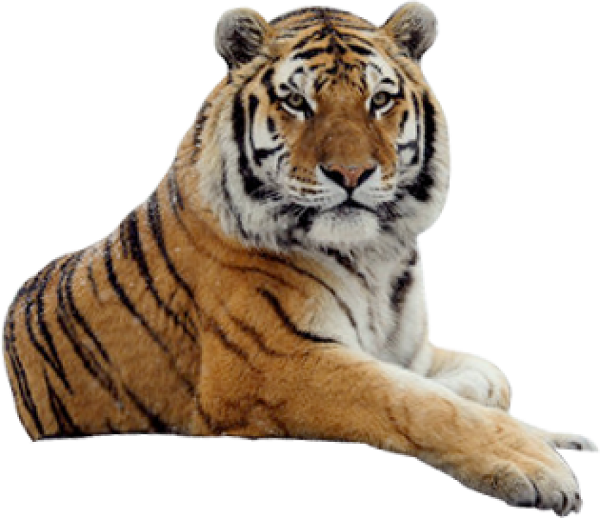 Tiger PNG image hd free download
