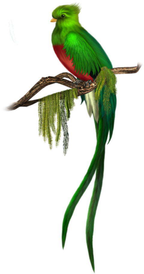 Vector Library Stock Green Parrot PNG Image Clipart Best - Green Parrot Png PNG Image - Transparent Png Free Download