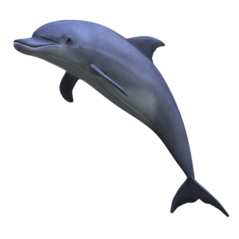 Dolphin jump in water png free download