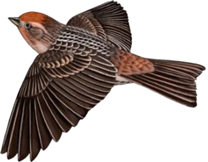 Fly Sparrow PNG No Background, Sparrow Birds Fly Png, Transparent PNG Sparrow Image