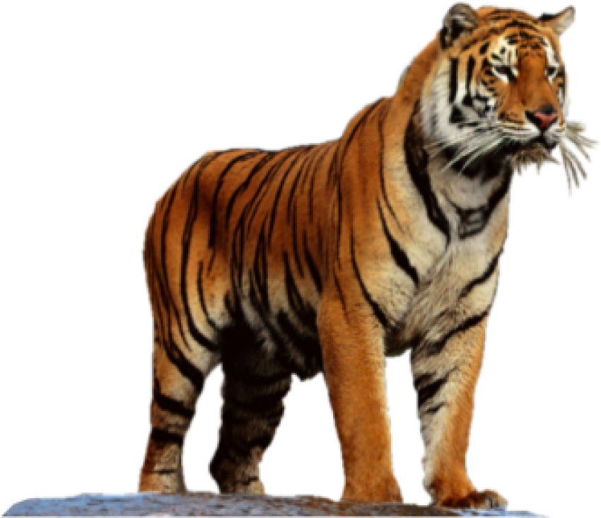 Tiger see far attack free download