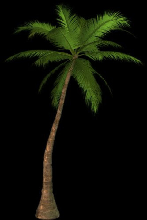 Download Real Tropical palm tree PNG Image | cityPNG