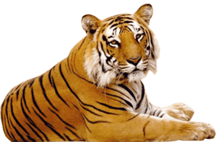 Tiger image png free download