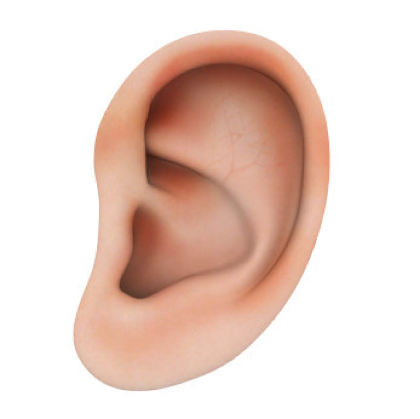 Human Ear isolated Royalty Free Vector Image - Vector Stock