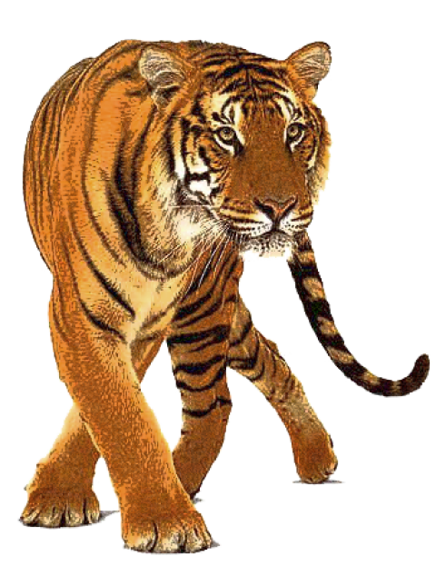 Tiger PNG hd image