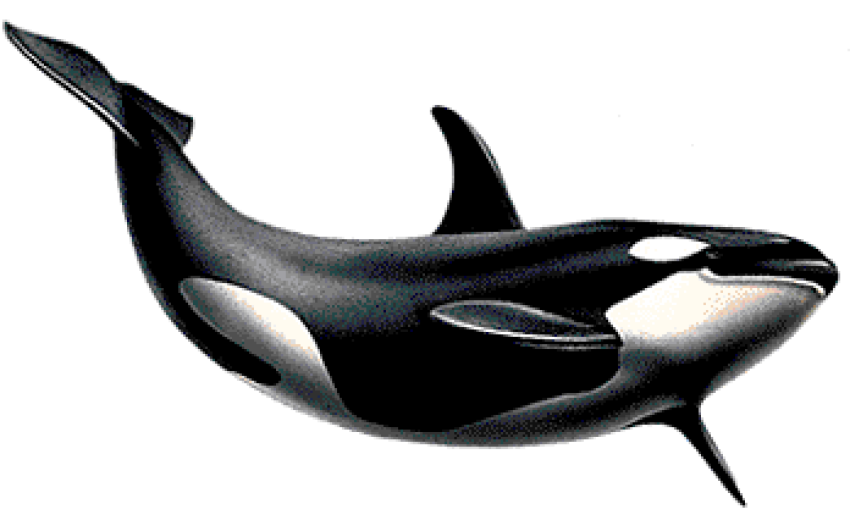 Killer Whale PNG Picture png free download