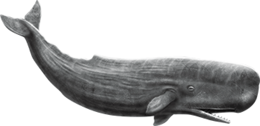 Sperm whale png free download