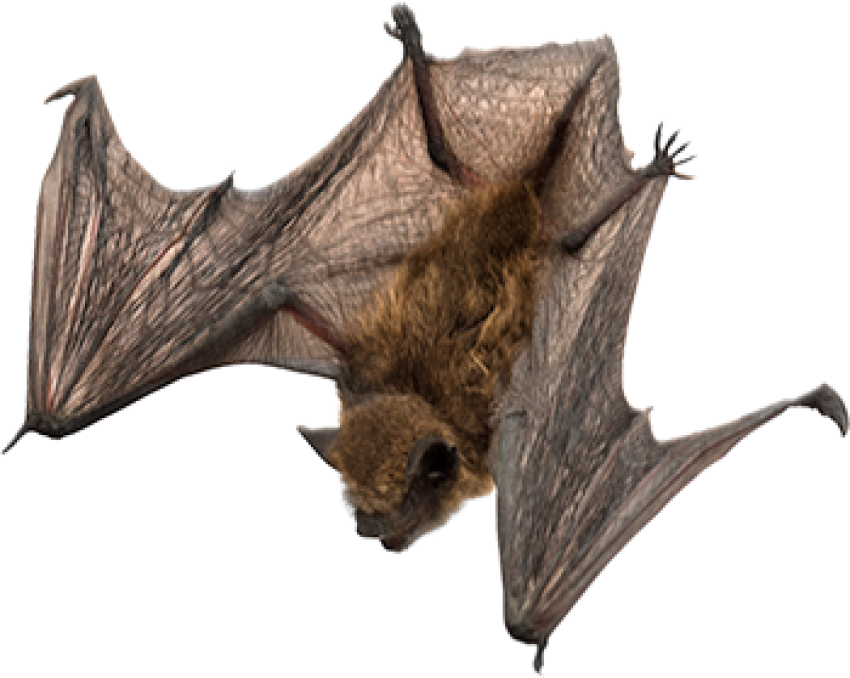 3d Bats character png free download