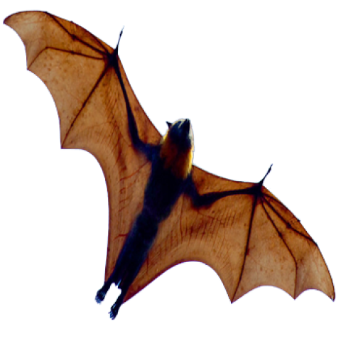 Bats flying in the air free of cost