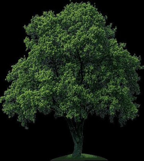 Download free PNG HQ Png image, free png image, Black background Green Tree