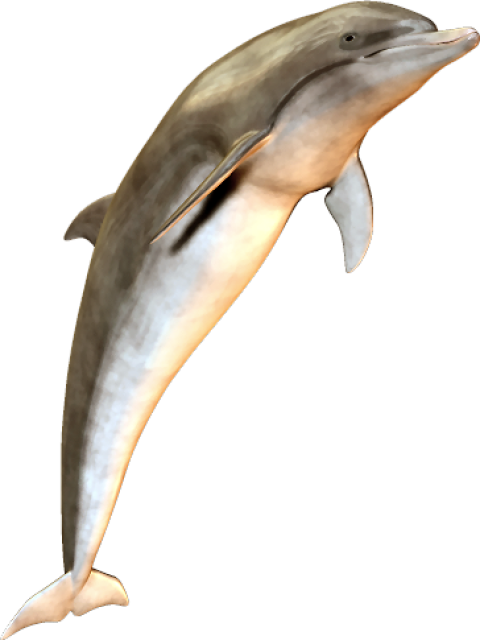 Dolphin fish free download