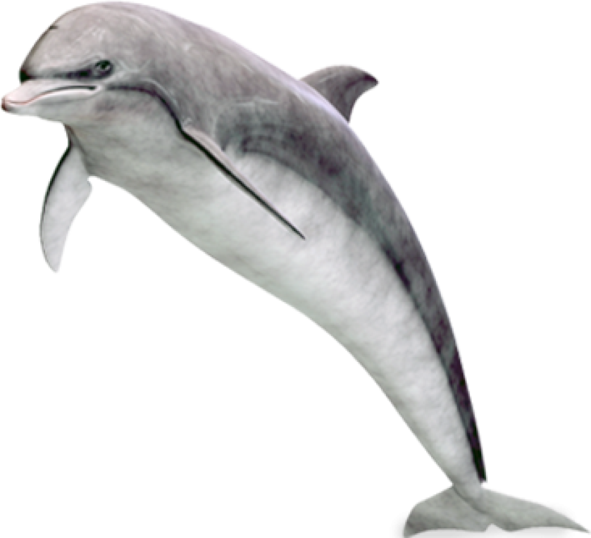 Dolphin happy mode png free download