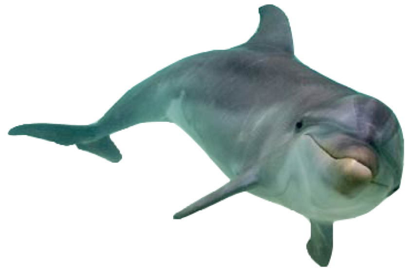 Tumblr dolphin png free download