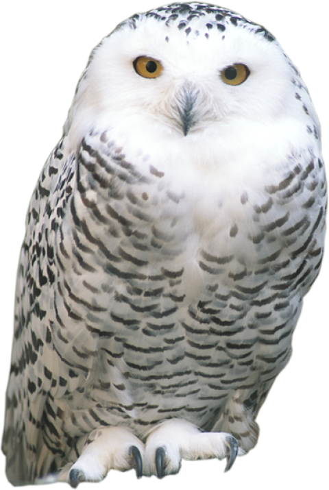 Download Free Cute Snowy Owl ,Sitting Owl transparent background png free download