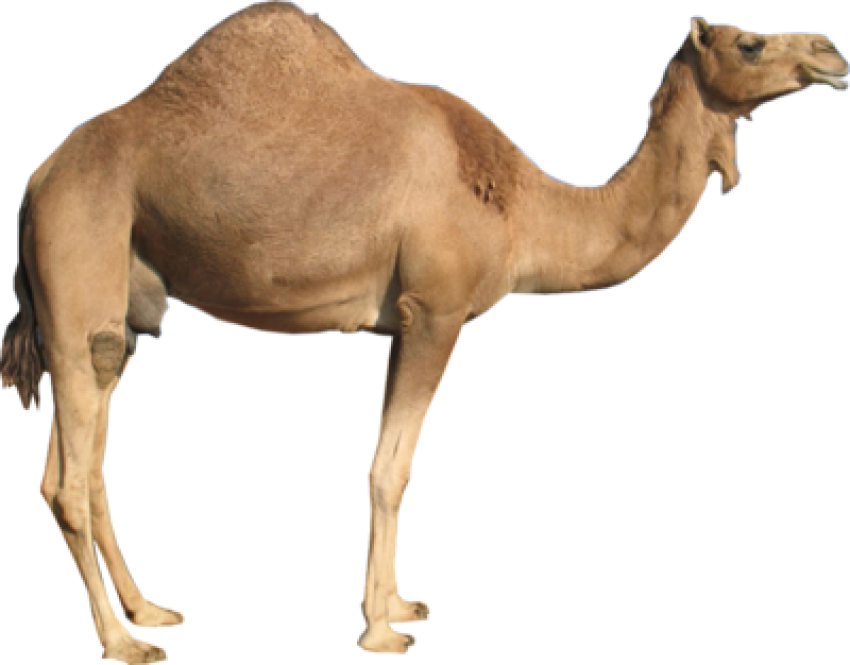 Camel png free download stand side pose